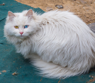 Студенты создали аналог Facebook для бездомных кошек