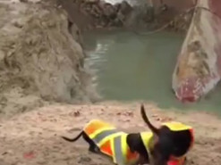 В сети появилась забавная пародия на спасательную операцию в Суэцком канале