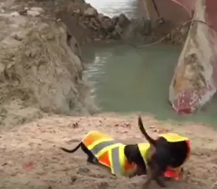 В сети появилась забавная пародия на спасательную операцию в Суэцком канале