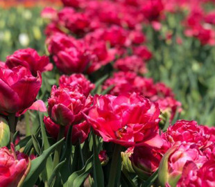 На Співочому полі встановили веб-камери