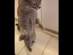 Кот насмешил сеть реакцией на автоматический лоток