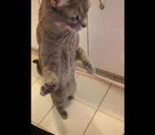 Кот насмешил сеть реакцией на автоматический лоток