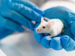 Вчені з'ясували, що відбулося з мозком мишей, які пили Coca-Cola два місяці