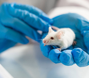 Вчені з'ясували, що відбулося з мозком мишей, які пили Coca-Cola два місяці