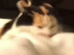 «Сражение» кошки с ногами хозяйки попало на видео и умилило соцсети