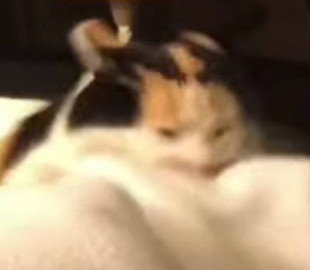«Сражение» кошки с ногами хозяйки попало на видео и умилило соцсети