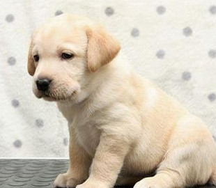 Сеть насмешила реакция щенка на икоту