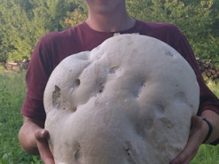 На Бережанщині місцеві жителі знайшли гігантський гриб вагою майже 6 кг