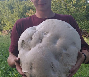 На Бережанщині місцеві жителі знайшли гігантський гриб вагою майже 6 кг