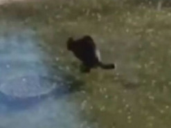 Играющийся на замерзшем пруду кот рассмешил пользователей Сети