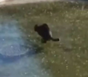 Играющийся на замерзшем пруду кот рассмешил пользователей Сети