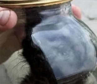 Поліцейські затримали чоловіка, який закрив у банці живе кошеня і виклав відео в Instagram