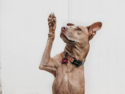 В Індії живе пес, який "працює" у храмі, і відео з ним збирають купу лайків