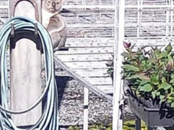 Об'ївся і не зміг утекти. В Австралії спіймали серійного злодюжку, який влаштовував нальоти на ферми