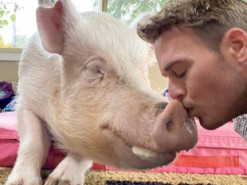 У Канаді домашня свинка приголомшила власників своїми розмірами, коли виросла