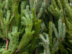 Майже 8 тисяч українців перевіряли легальність ялинок онлайн перед святами – аналітичний центр