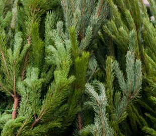 Майже 8 тисяч українців перевіряли легальність ялинок онлайн перед святами – аналітичний центр