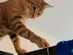 Кот-чистюля решил проучить хозяйку