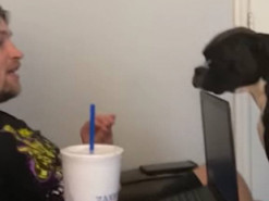 Хватит работать: попытки пса выпросить у хозяина обнимашки покорили Сеть