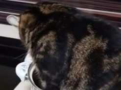 «Не нужен мне этот суп!»: кошка села в кастрюлю, чтобы хозяйка сделала новое блюдо