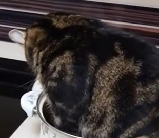 «Не нужен мне этот суп!»: кошка села в кастрюлю, чтобы хозяйка сделала новое блюдо