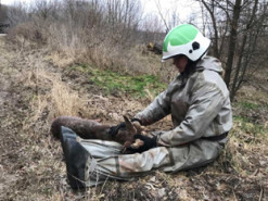 Крихкий лід і оленятко серед озера: на Київщині відбулась незвичайна рятувальна операція