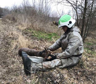 Крихкий лід і оленятко серед озера: на Київщині відбулась незвичайна рятувальна операція