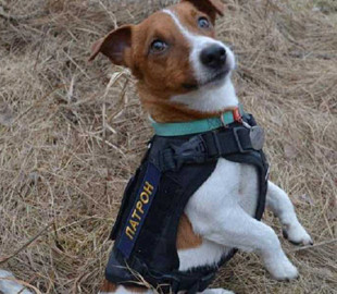 Чернігівський пес Патрон може з'явитися на новій марці від "Укрпошти"