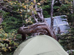 Айтішник з Росії ховається від мобілізації в лісі