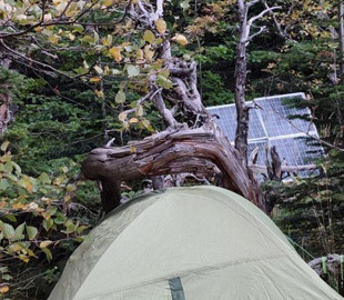 Айтішник з Росії ховається від мобілізації в лісі