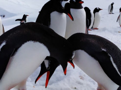 Совсем как люди: украинские полярники показали фото влюбленных пингвинов