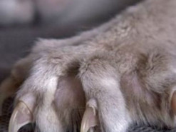 У Києві кішка напала на дитину: очевидці викликали поліцію