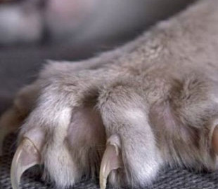 У Києві кішка напала на дитину: очевидці викликали поліцію