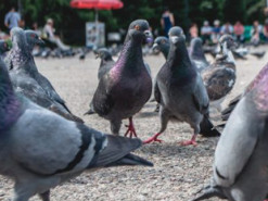 Курьез: на сайте по поиску работы ищут “отпугивателя голубей”