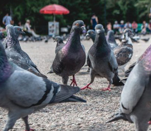 Курьез: на сайте по поиску работы ищут “отпугивателя голубей”