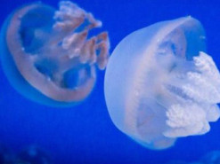 “Наши медузы спасут вас от коронавируса”: как на Азовское море заманивают туристов