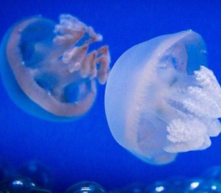 “Наши медузы спасут вас от коронавируса”: как на Азовское море заманивают туристов