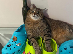 Харківський кіт Степан прорекламував знамениті шльопанці Crocs