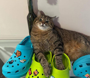 Харківський кіт Степан прорекламував знамениті шльопанці Crocs