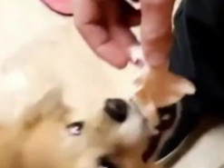 Смешной песик показал, как радуется вкусняшке