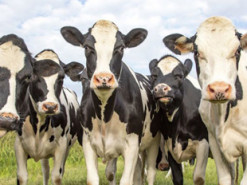 Елітна косметика із кремів для корів: у Росії продовжують демонструвати дива імпортозаміщення