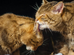Сеть насмешил кот, «говорящий» со своей хозяйкой