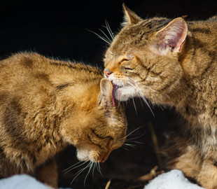 Сеть насмешил кот, «говорящий» со своей хозяйкой