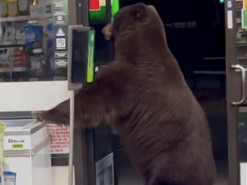 Медведь в магазине использовал санитайзер для рук, но аккуратному клиенту все равно не рады