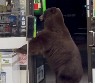 Медведь в магазине использовал санитайзер для рук, но аккуратному клиенту все равно не рады