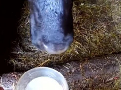 Тварини-п’яниці: де можна зустріти чотирилапих, що призвичаїлися до випивки