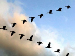 Чому гуси летять ключем? Відповідь здивувала людство