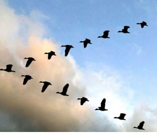 Чому гуси летять ключем? Відповідь здивувала людство