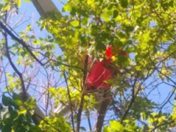 Украинские защитники сбили вражескую "птичку": повисла на дереве. Фото