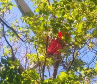 Украинские защитники сбили вражескую "птичку": повисла на дереве. Фото